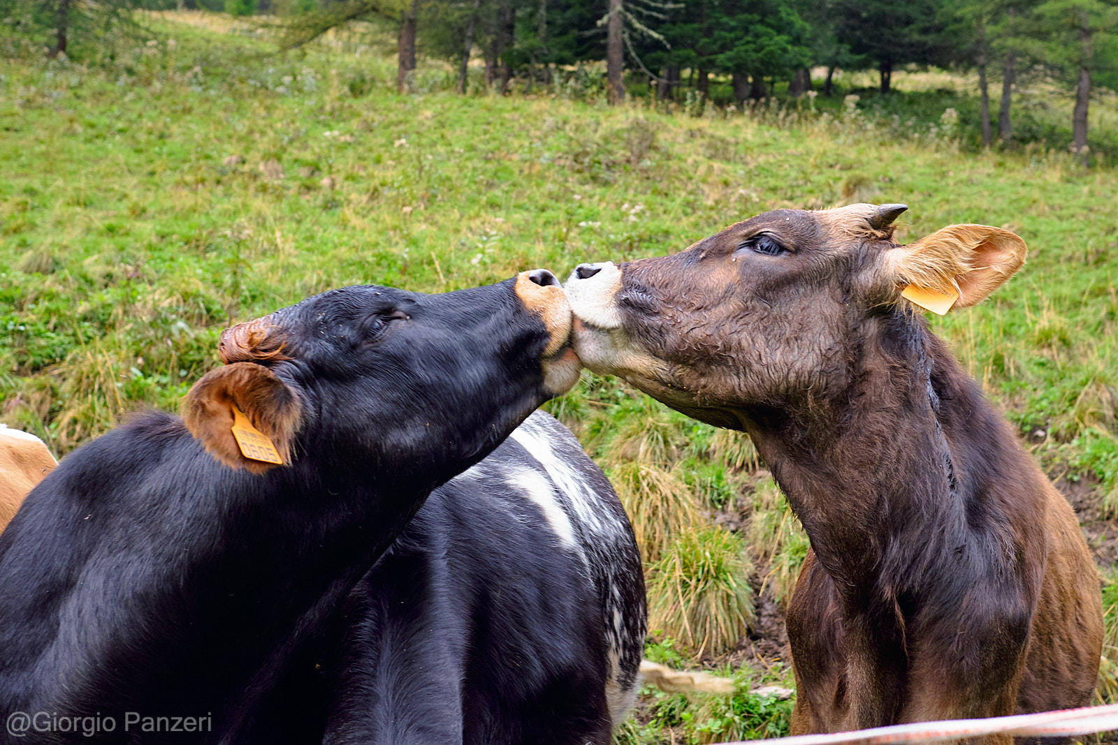 DSCF0993 L’anello da Sant’Apollonia alle Bocchette di Val Massa a Ponte di Legno