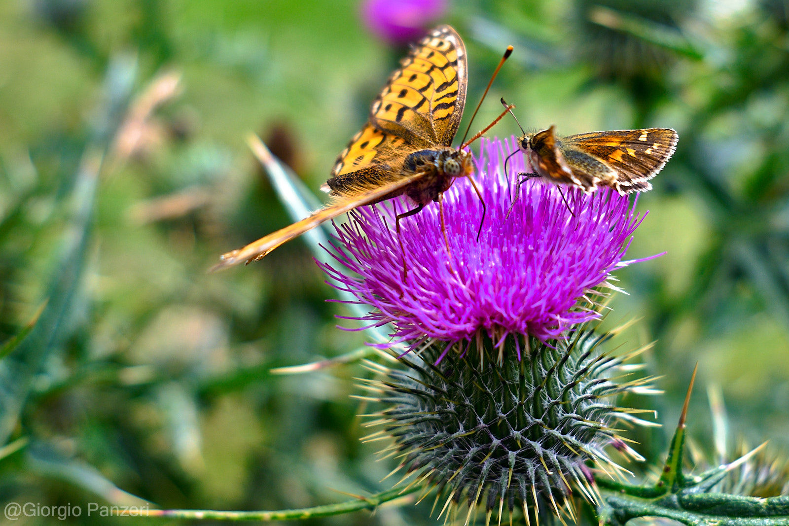 DSCF1007 L’anello da Sant’Apollonia alle Bocchette di Val Massa a Ponte di Legno