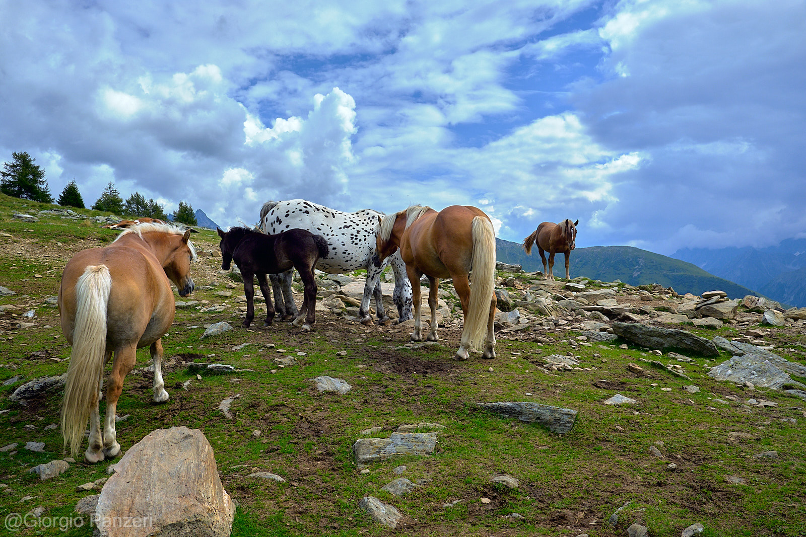 DSCF1021 L’anello da Sant’Apollonia alle Bocchette di Val Massa a Ponte di Legno