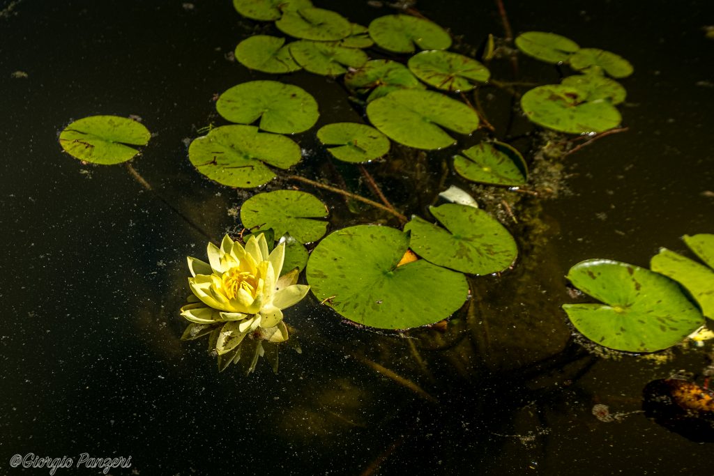 DSCF1982-LT-1024x683 Parco Giardino di Sicurtà a Valeggio sul Mincio