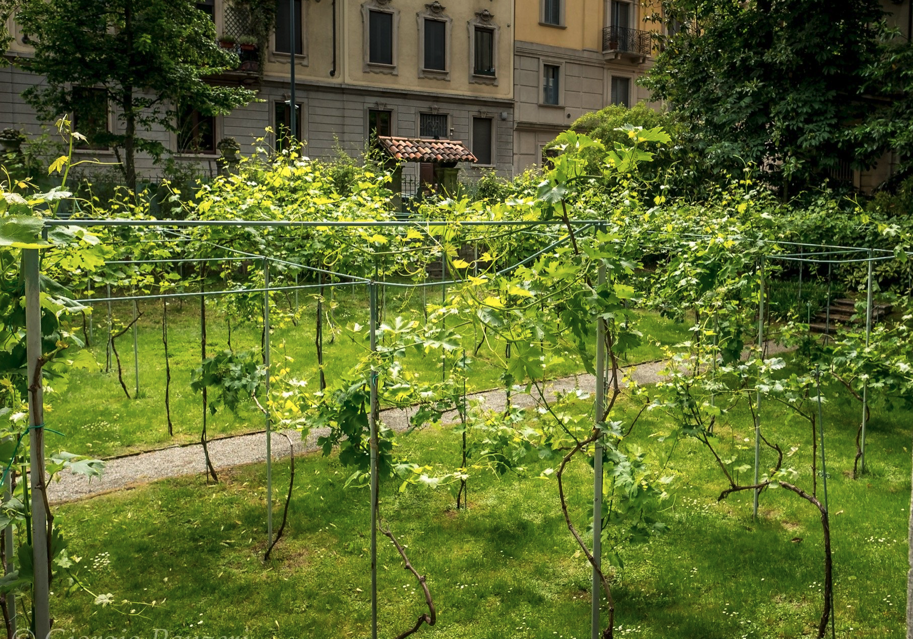 La vigna di Leonardo a Milano