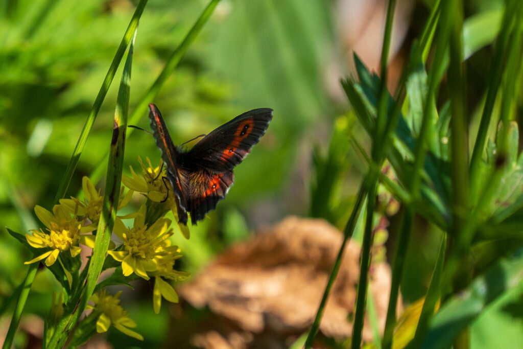 DSF7665-1024x683 Alpe Devero: un’oasi di pace e serenità