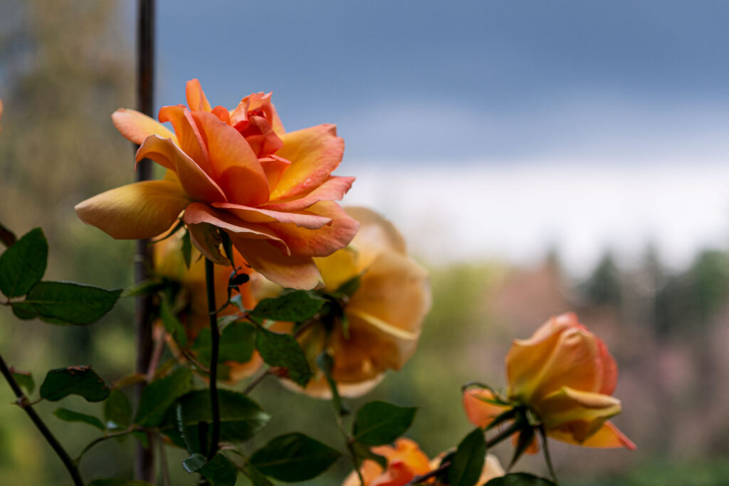 DSF7463-RAF-1024x683 Casa Macchi: un gioiello del FAI che racconta storie di bellezza e conservazione