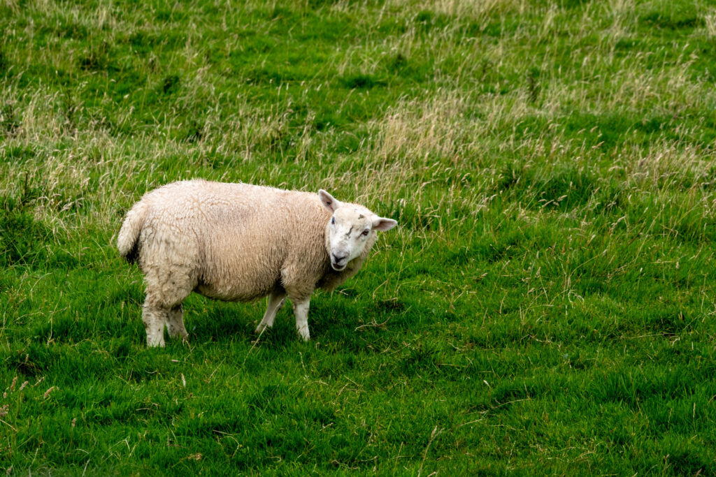 DSF8634-1024x683 Malin Head, il punto più settentrionale dell'Irlanda