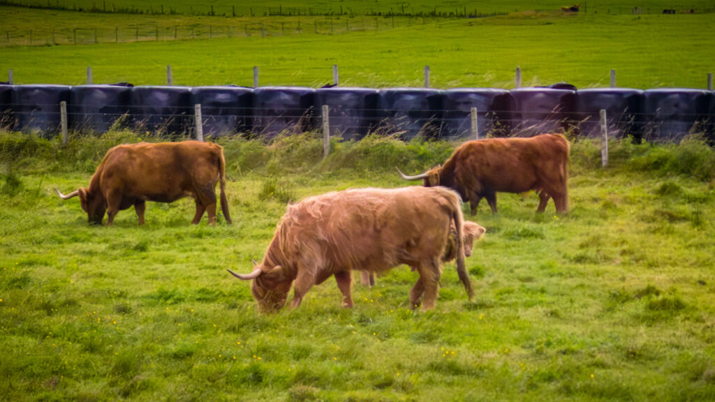 IMG_20250808_164046-1024x576 Scozia: un viaggio indimenticabile tra il Castello di Dunrobin e John o’Groats, il confine del mondo